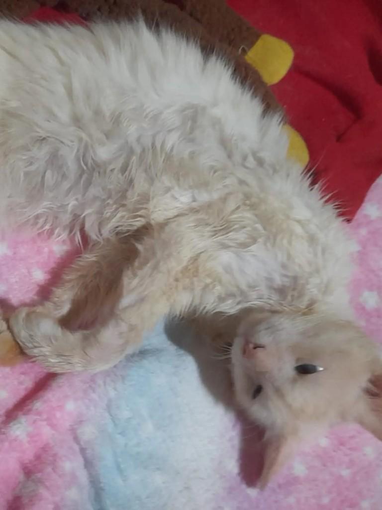 Tunico, gato de porte médio para adoção em Campo Grande - MS — foto 3 de 4