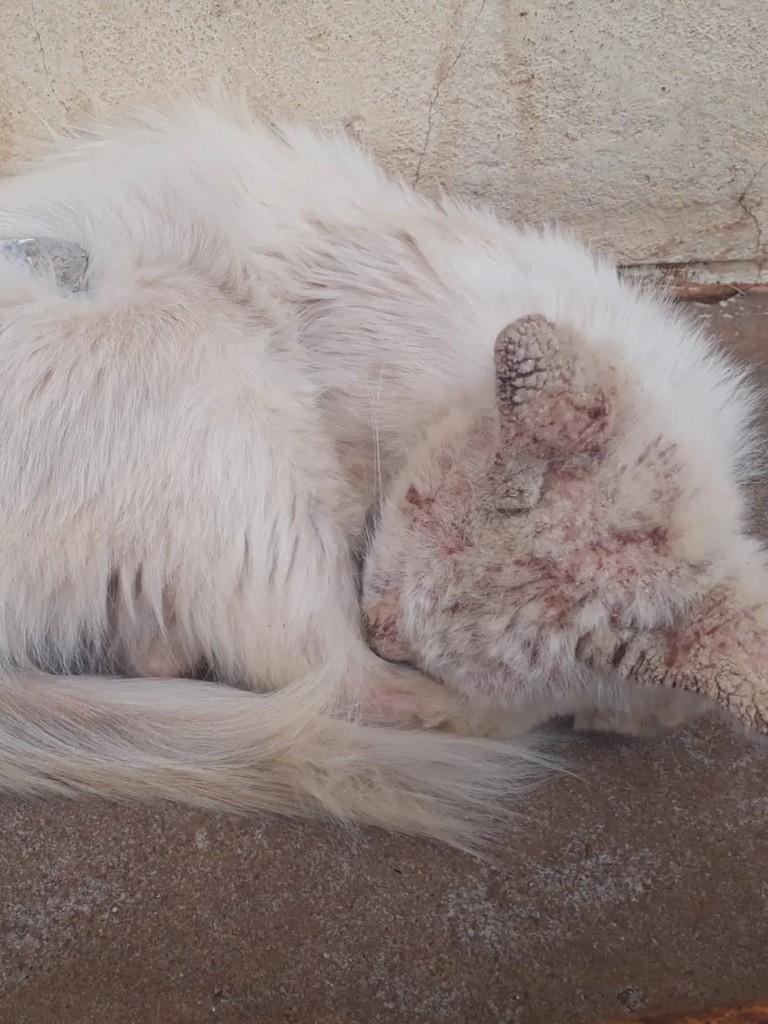 Tunico, gato de porte médio para adoção em Campo Grande - MS — foto 4 de 4