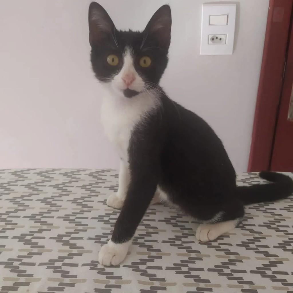 Frajolinha, gato de porte pequeno para adoção em Campo Grande - MS