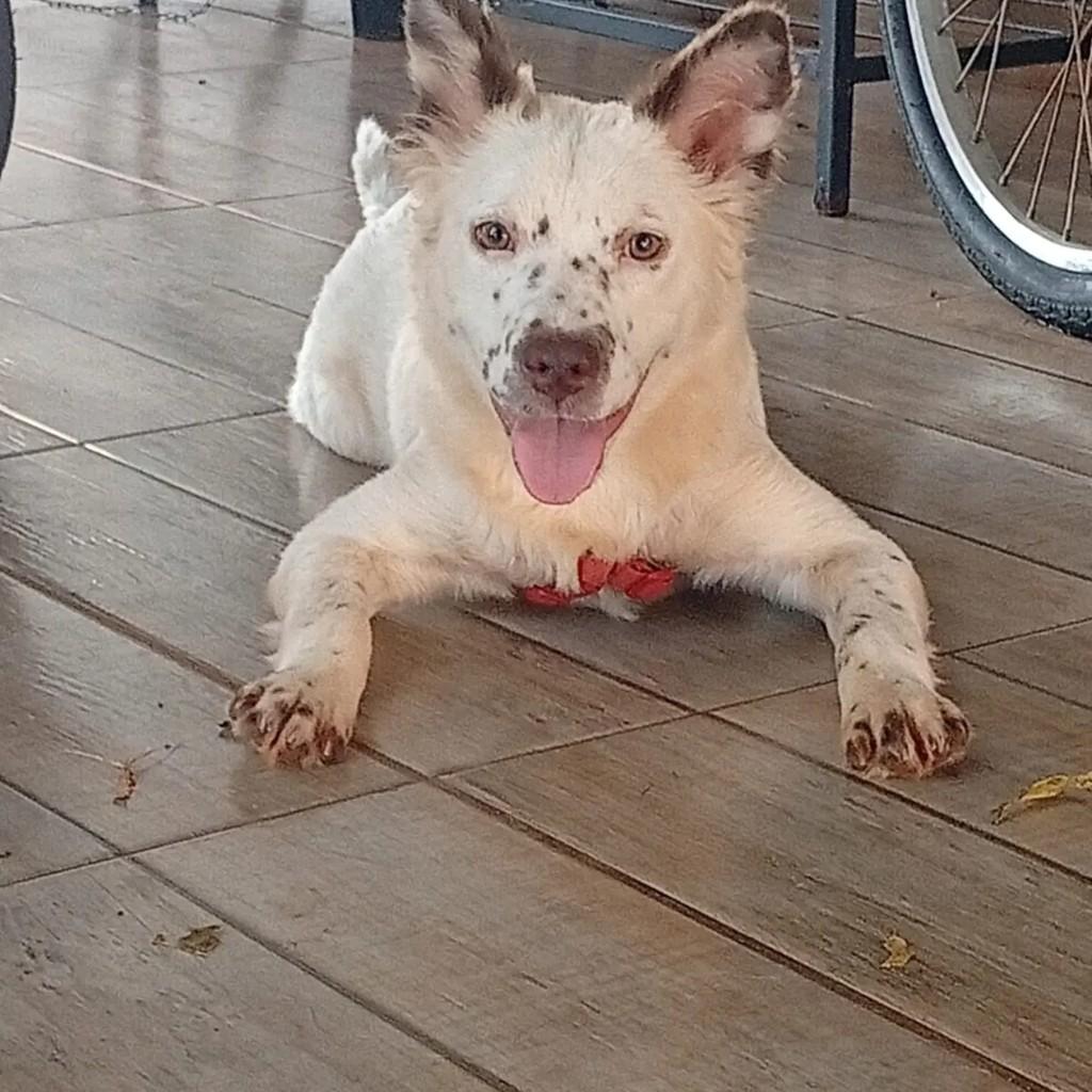 Jennifer, cadela de porte médio para adoção em Campo Grande - MS