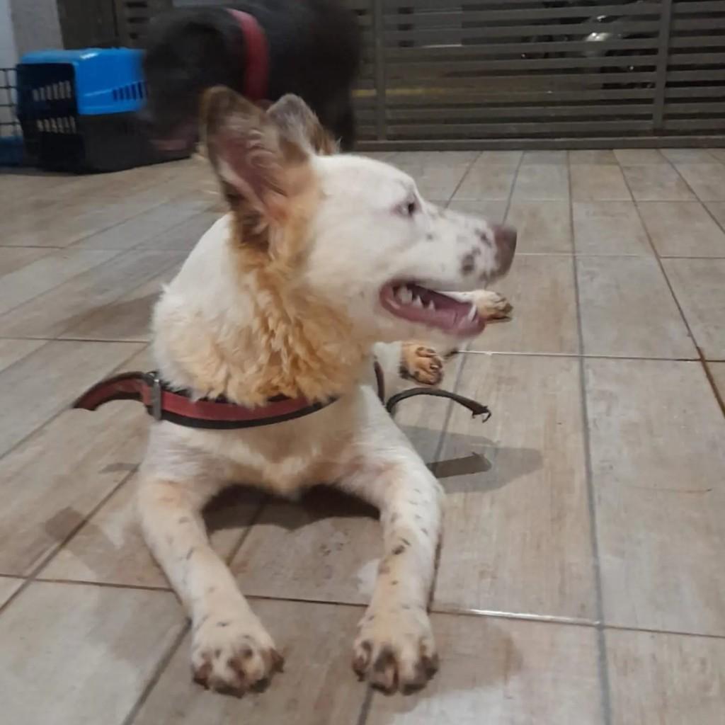 Jennifer, cadela de porte médio para adoção em Campo Grande - MS — foto 2 de 2