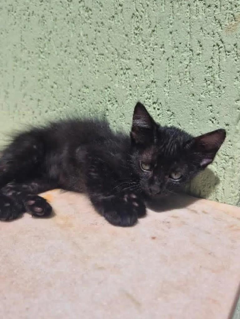 Manu, gato de porte pequeno para adoção em Campo Grande - MS