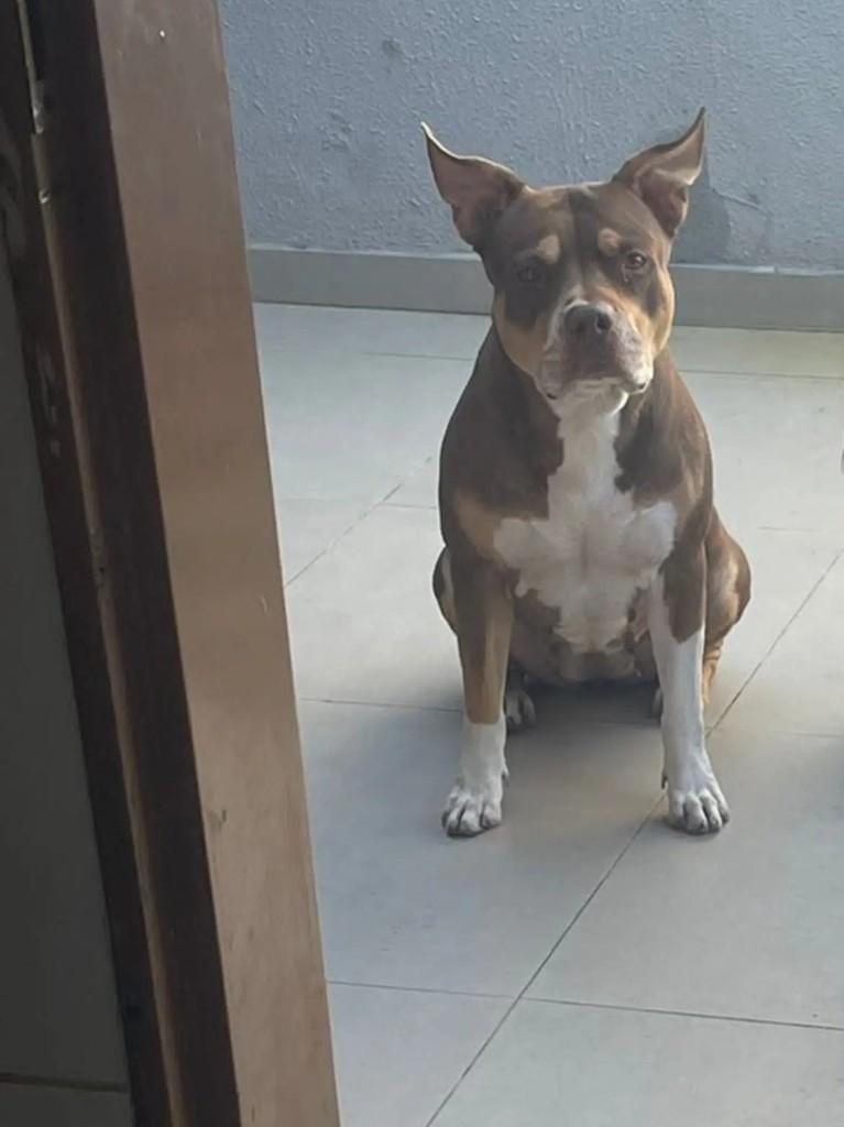 Maya, cadela de porte médio para adoção em Campo Grande - MS