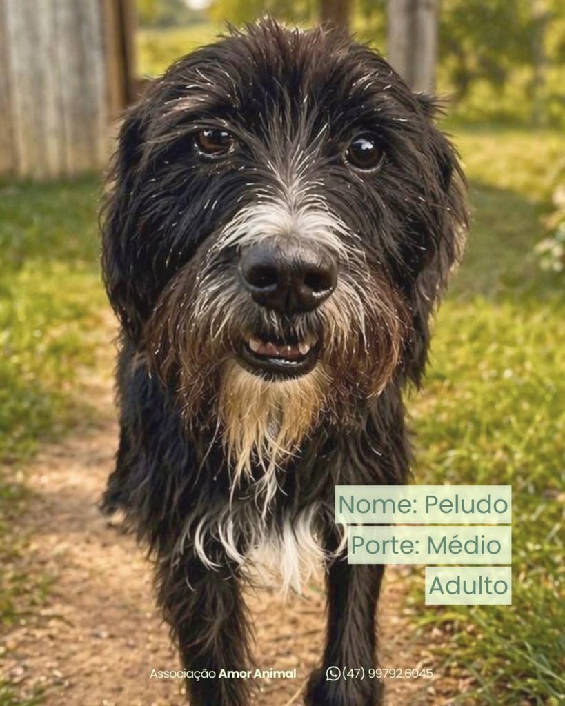 Peludo, cachorro de porte médio para adoção em Itajaí - SC