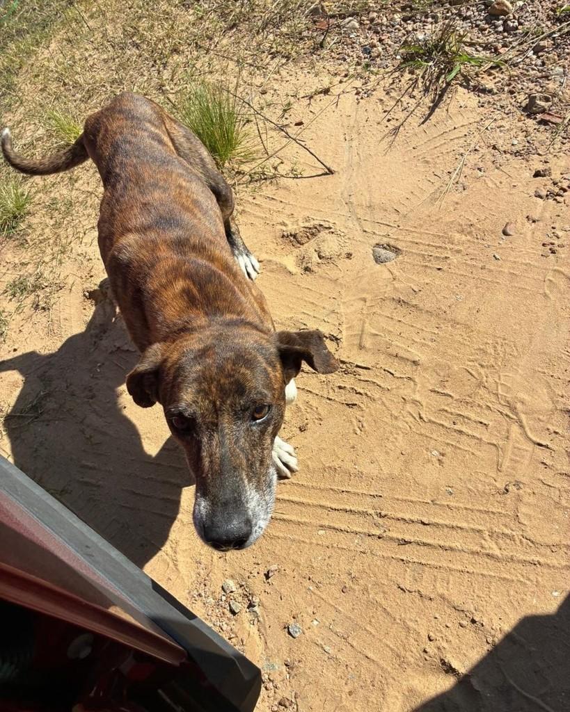 Tigre, cachorro de porte médio para adoção em Pantano Grande - RS