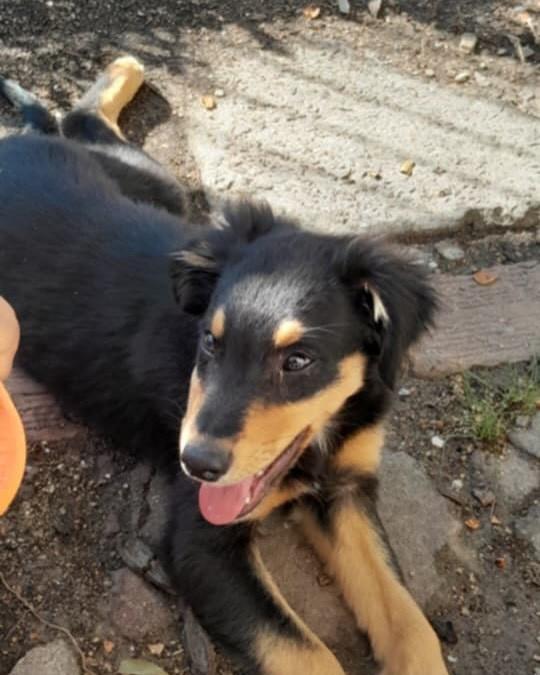 Pelego, cachorro de porte pequeno para adoção em Pantano Grande - RS