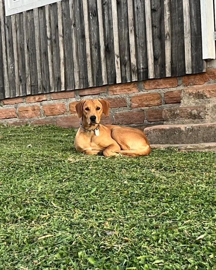 Perdido, cachorro de porte médio para adoção em Pantano Grande - RS