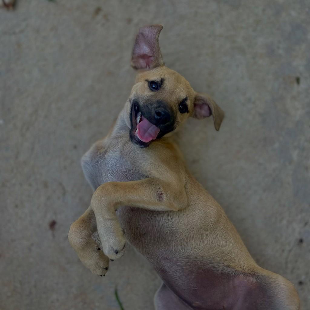 Didi, cachorro de porte pequeno para adoção em Cajamar - SP
