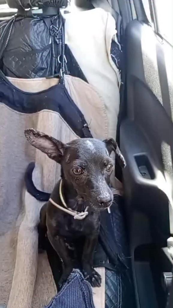Juju, cadela de porte pequeno para adoção em Belo Horizonte - MG