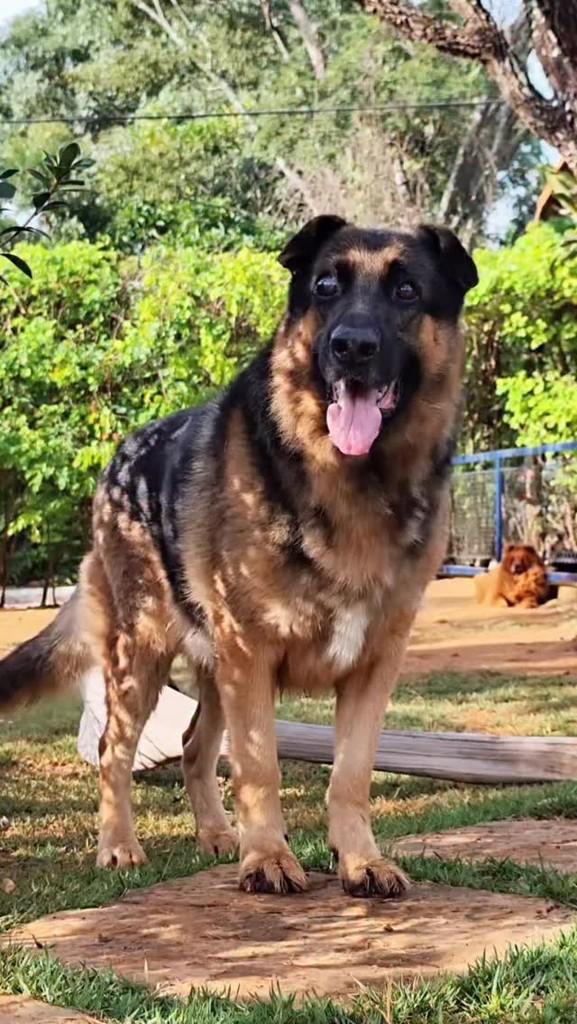 Brutos, cachorro de porte grande para adoção em Belo Horizonte - MG