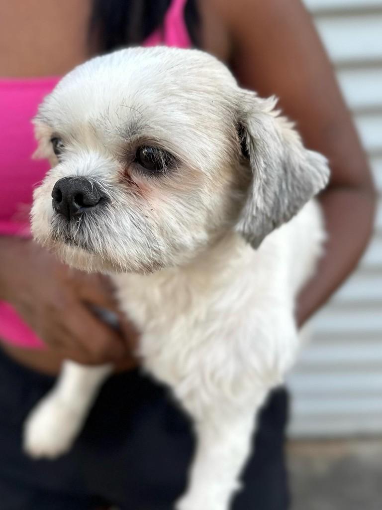 Shih-tzu, cadela de porte pequeno para adoção em Belo Horizonte - MG