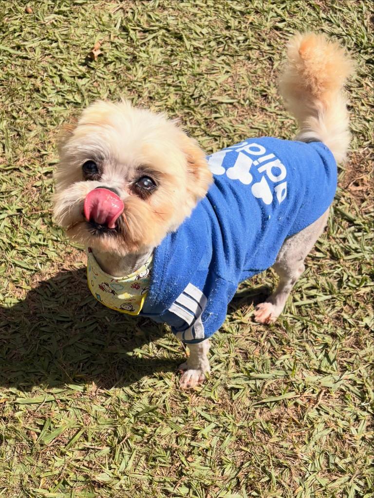 Guto, cachorro de porte pequeno para adoção em Belo Horizonte - MG