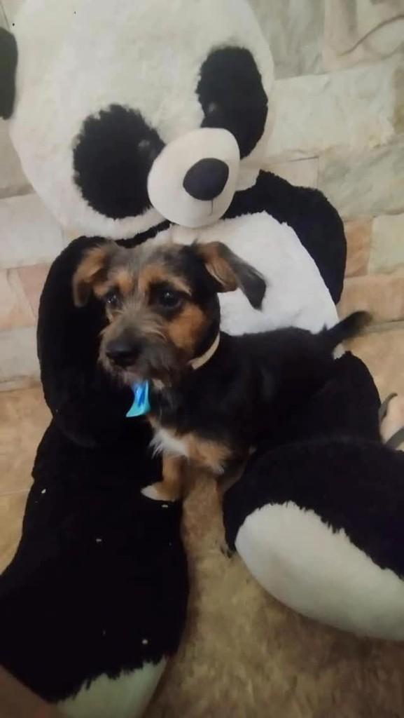 Pingo, cachorro de porte pequeno para adoção em Belo Horizonte - MG