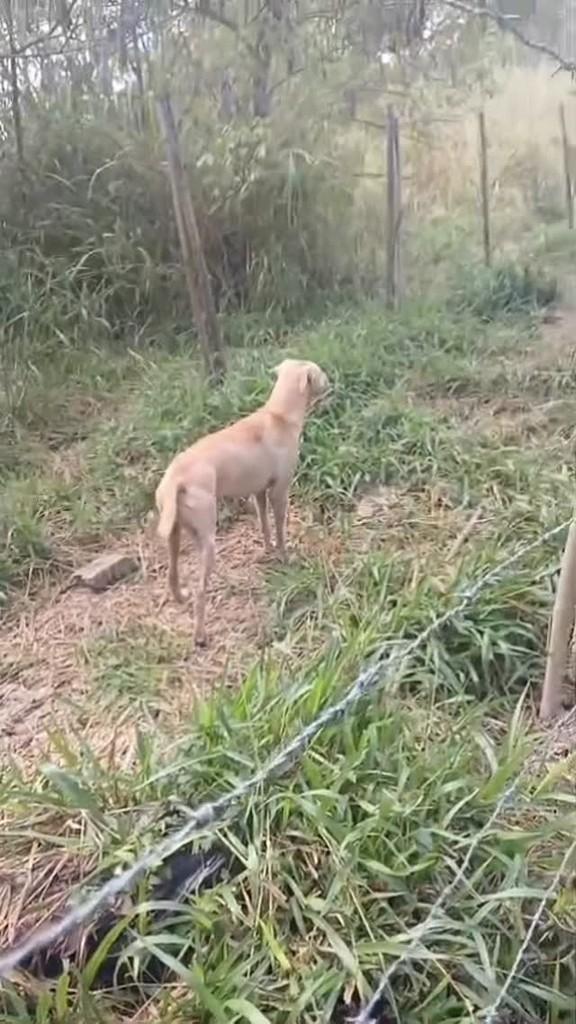 Caramelo, cadela de porte médio para adoção em Belo Horizonte - MG