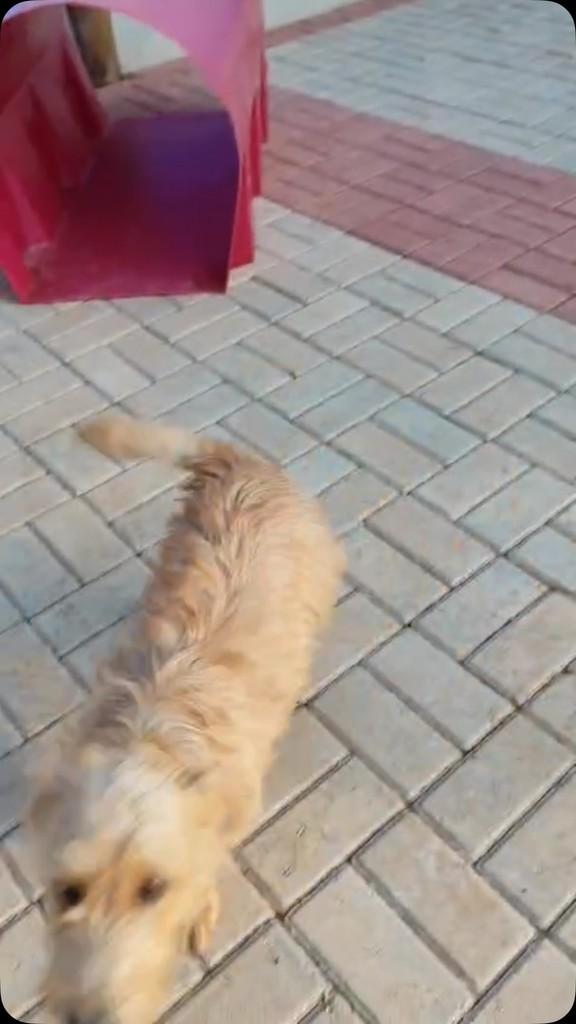 Bob, cachorro de porte pequeno para adoção em Belo Horizonte - MG
