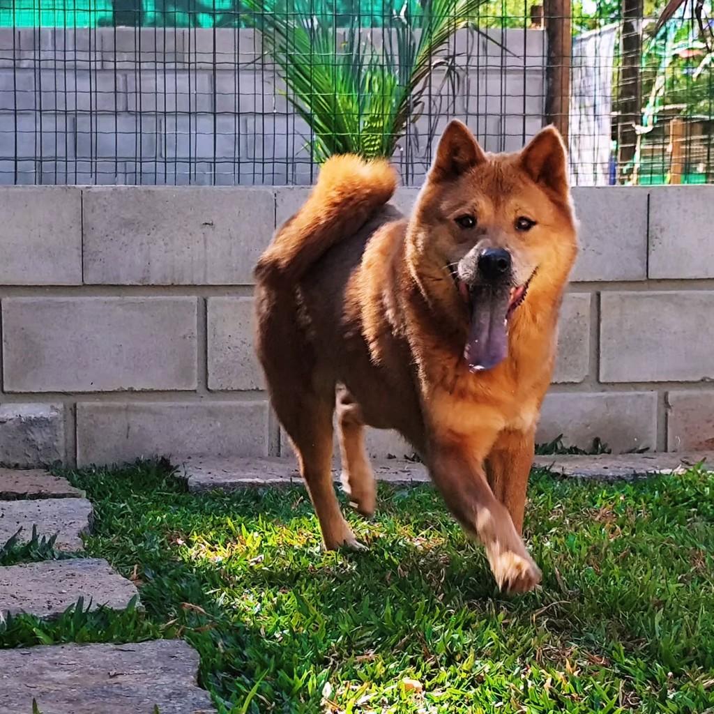 Valentina, cachorro de porte médio para adoção em Belo Horizonte - MG