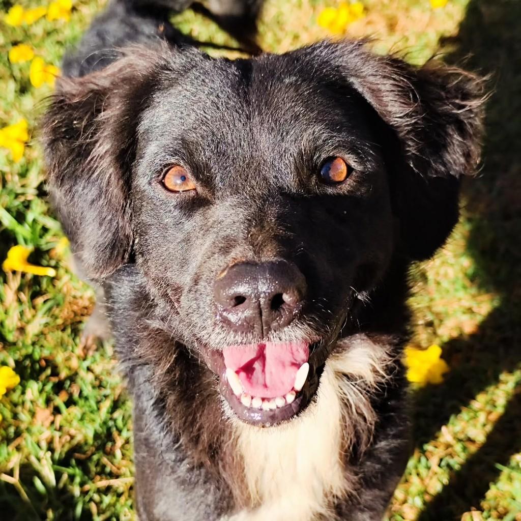Luke, cachorro de porte pequeno para adoção em Belo Horizonte - MG