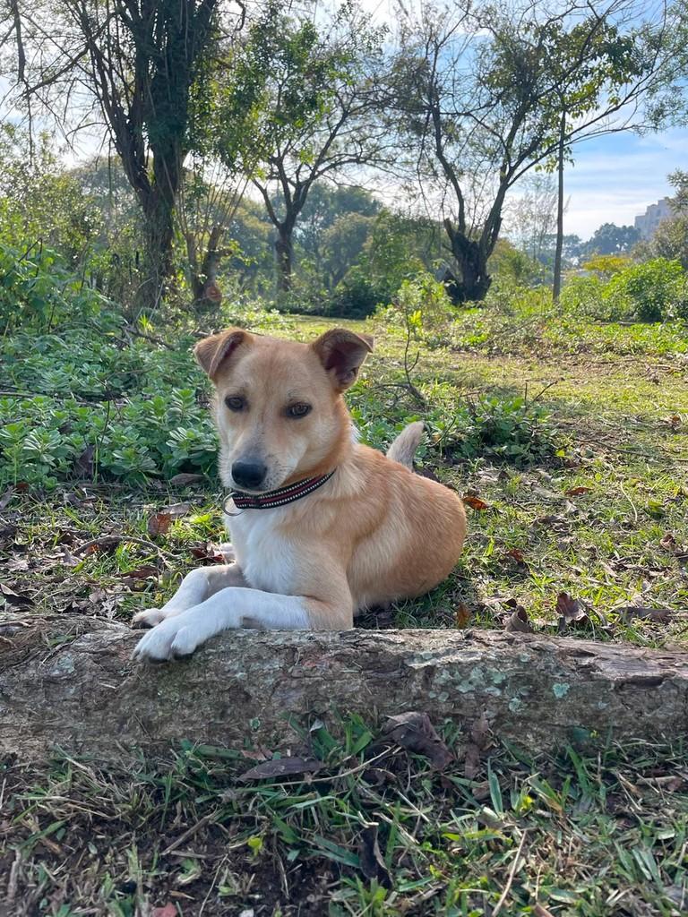 Bento, cachorro de porte pequeno para adoção em Sarandi - RS