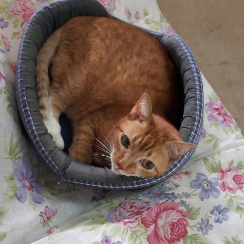 Lelinha, gata de porte pequeno para adoção em Canoas - RS