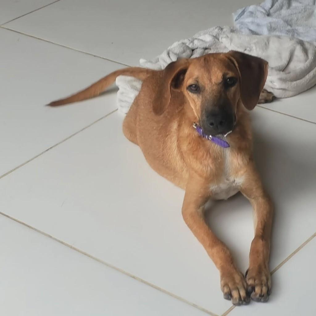 Romeu, cachorro de porte médio para adoção em Macaíba - RN