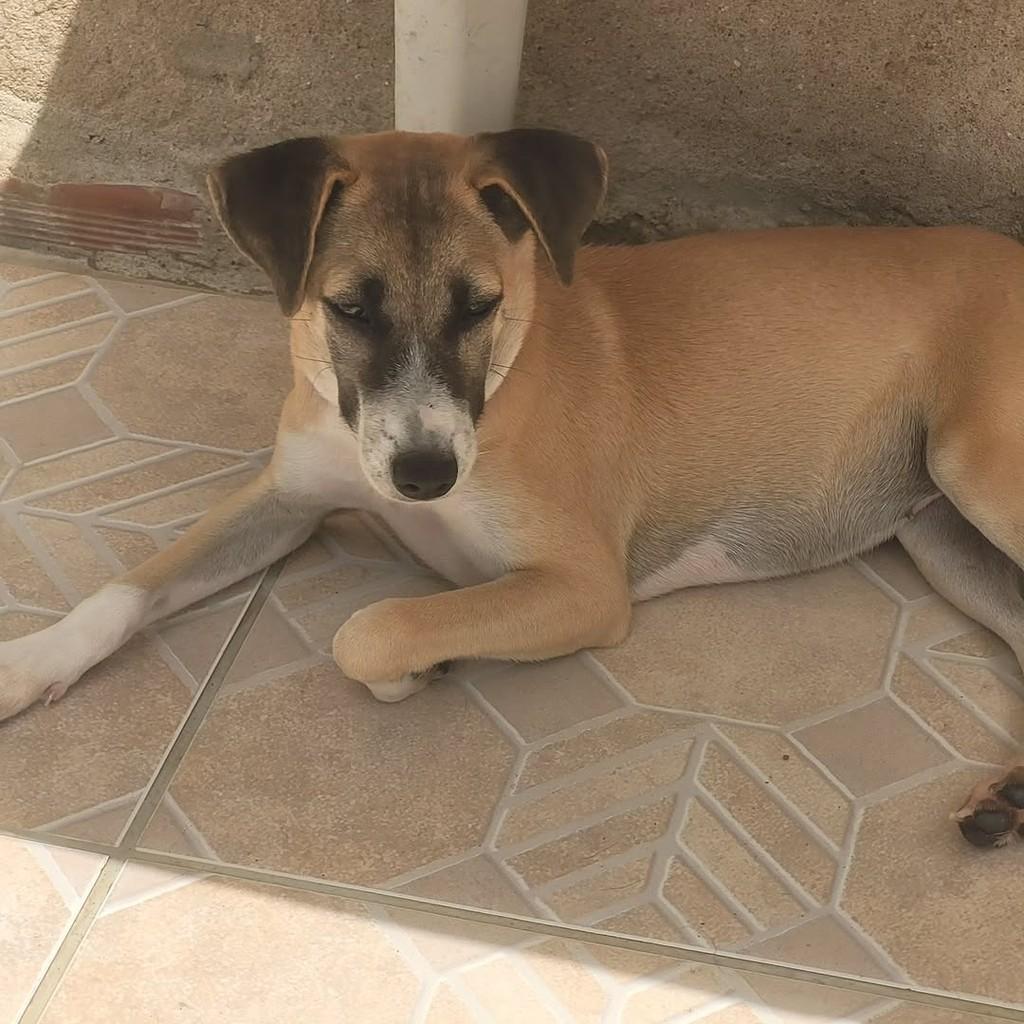 Caramela, cachorro de porte médio para adoção em Macaíba - RN