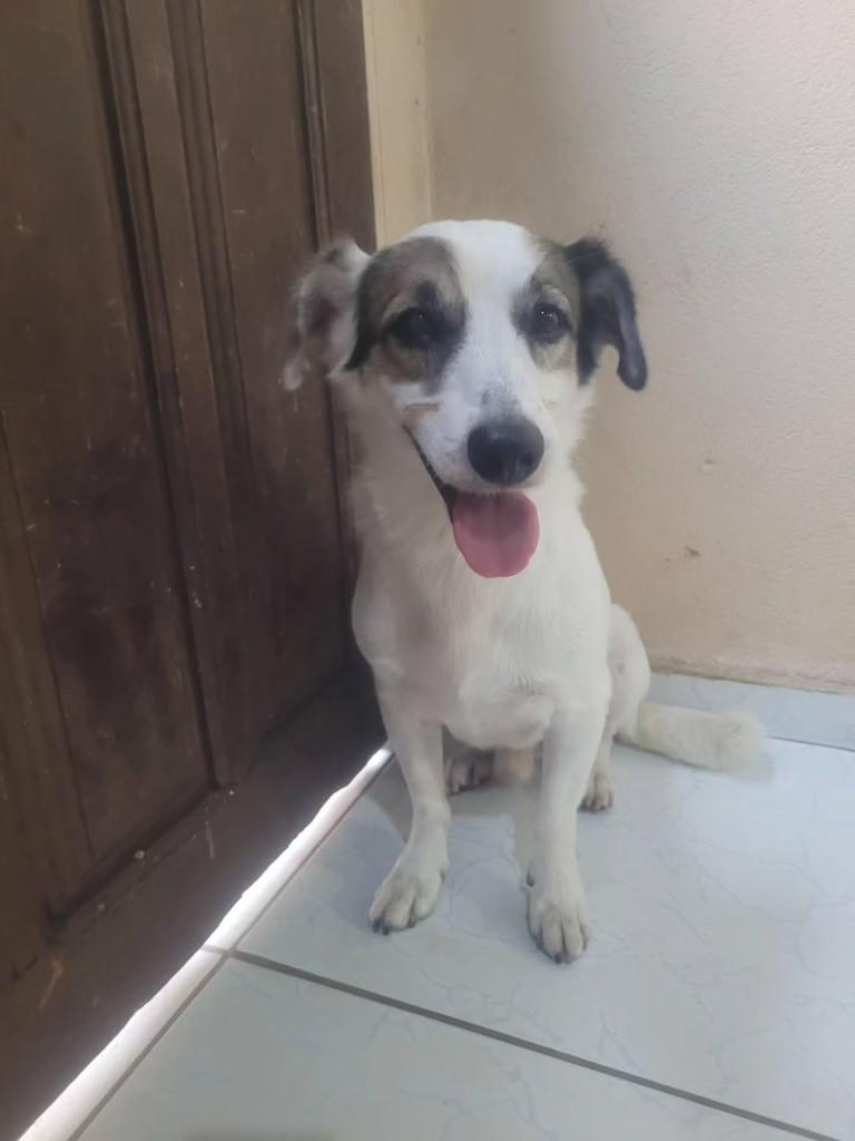 Luke, cachorro de porte médio para adoção em Macaíba - RN