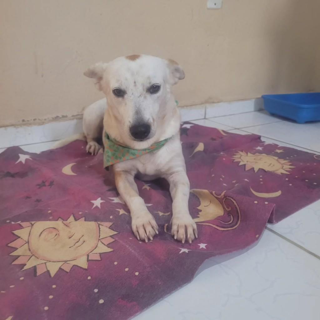 Clarinha, cachorro de porte pequeno para adoção em Macaíba - RN