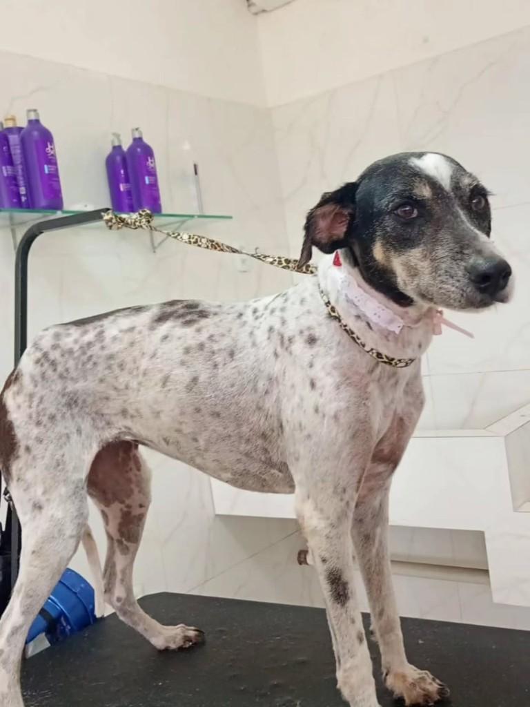 Nina, cadela de porte grande para adoção em Macaíba - RN