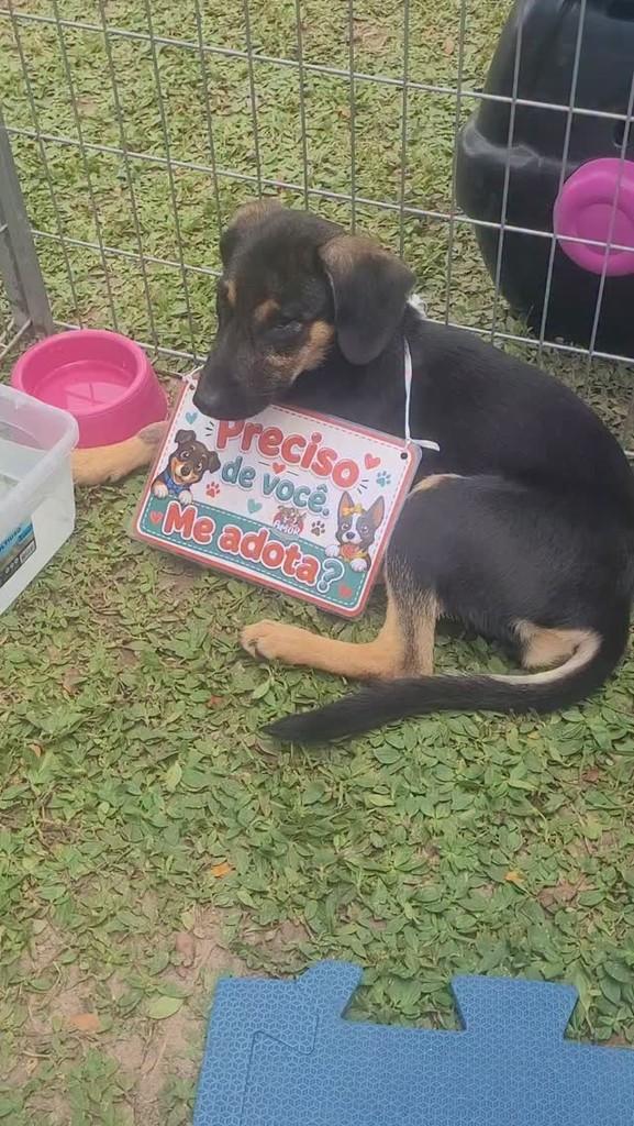 Mileide, cachorro de porte pequeno para adoção em Macaíba - RN