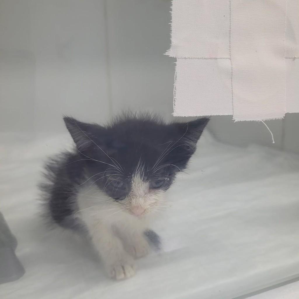 Aurora, gata de porte pequeno para adoção em Macaíba - RN