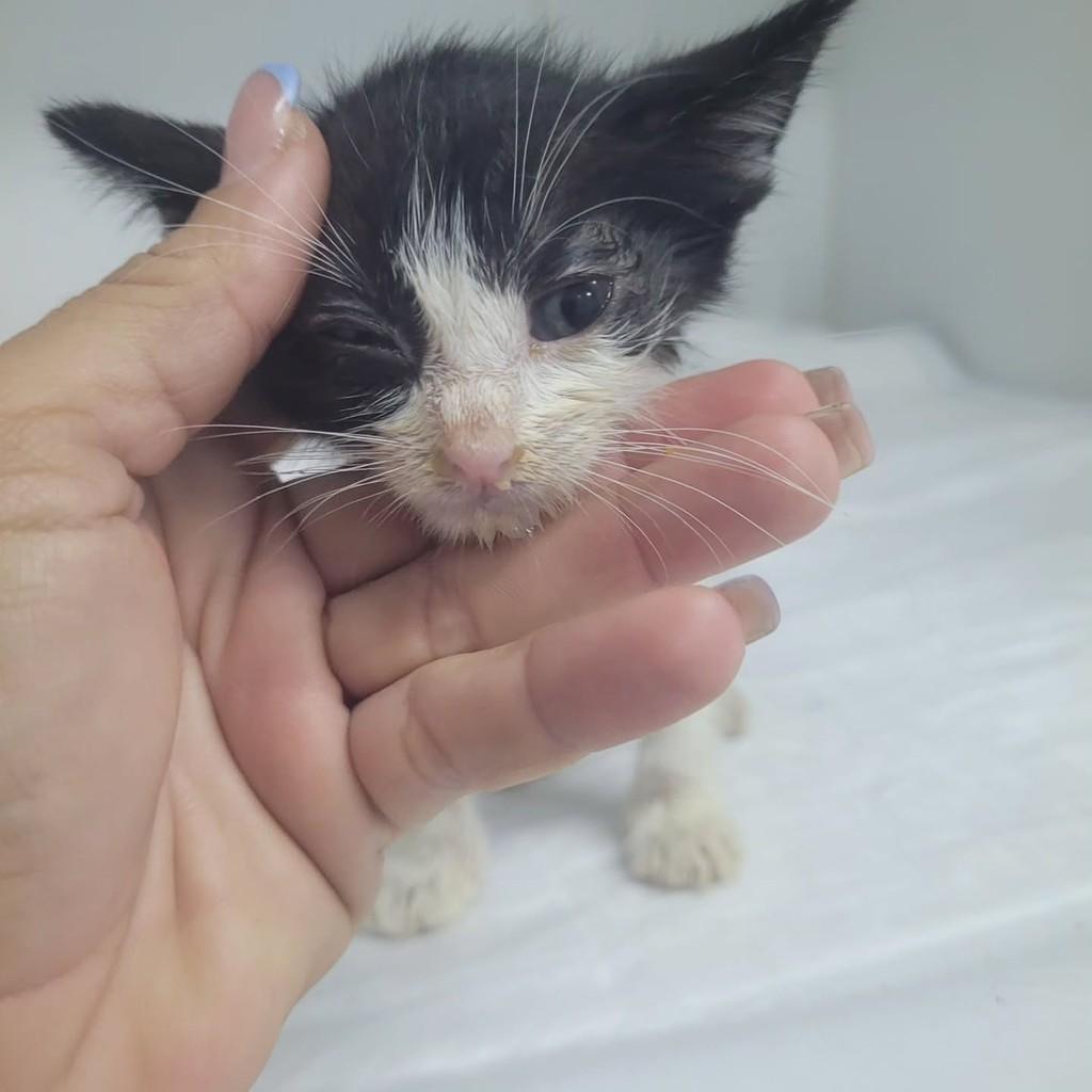 Aurora, gata de porte pequeno para adoção em Macaíba - RN — foto 2 de 6