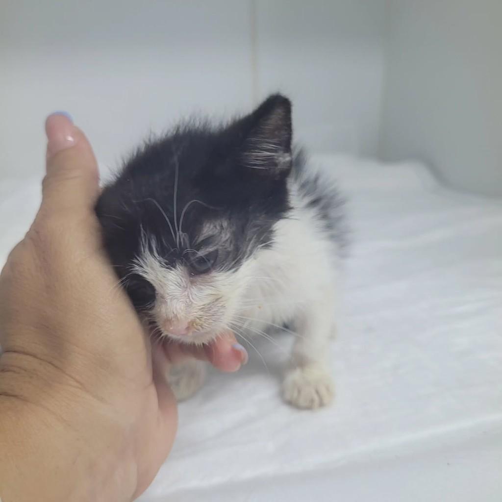 Aurora, gata de porte pequeno para adoção em Macaíba - RN — foto 3 de 6