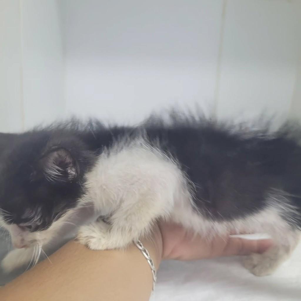 Aurora, gata de porte pequeno para adoção em Macaíba - RN — foto 5 de 6