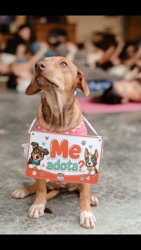 Mel, cadela de porte médio para adoção em Macaíba - RN