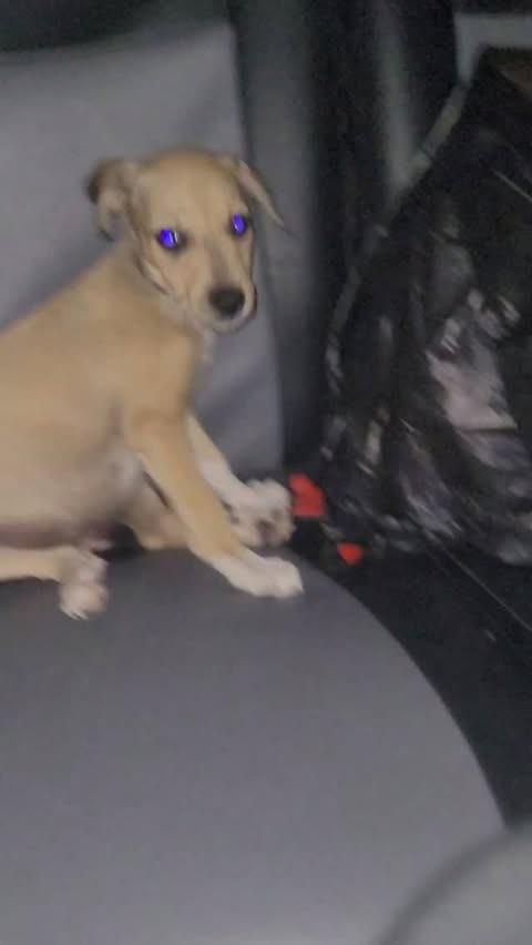 Amado, cachorro de porte pequeno para adoção em Macaíba - RN