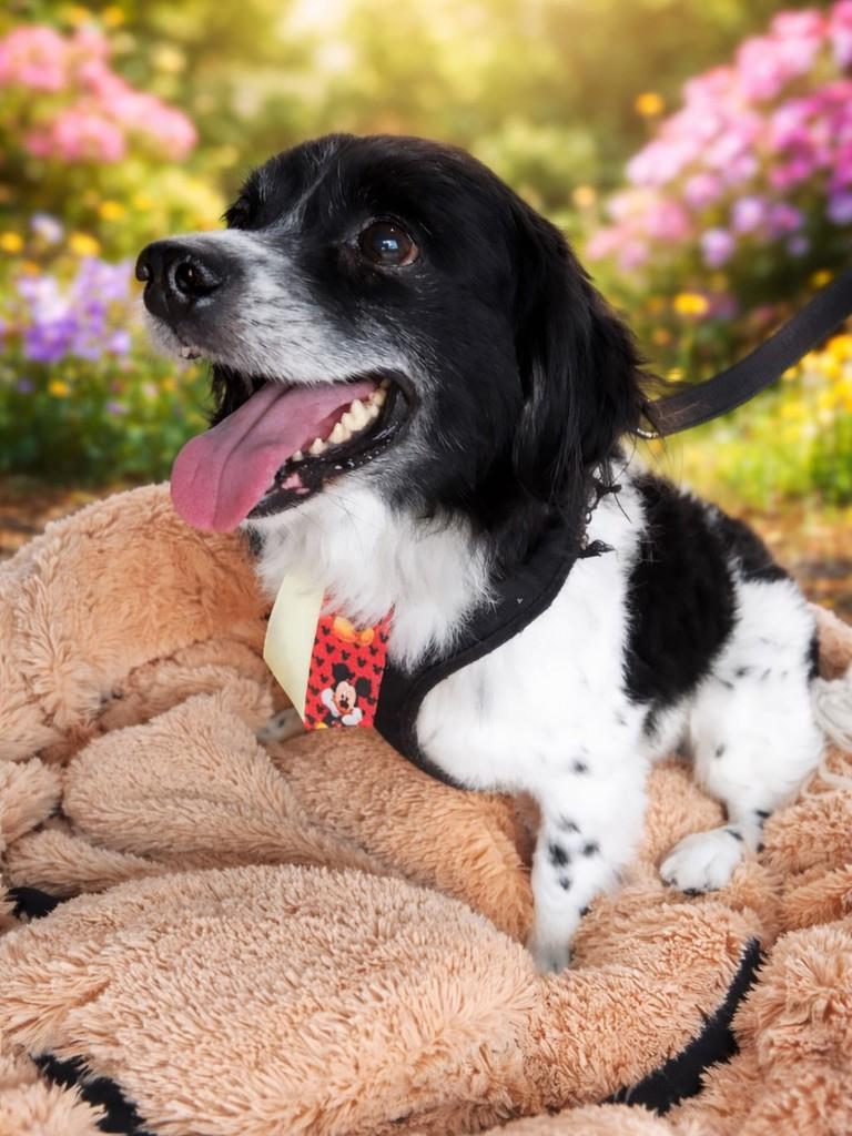 Mancha, cachorro de porte médio para adoção em Camboriú - SC