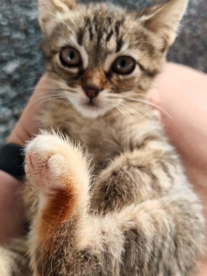Princesinha, gata de porte pequeno para adoção em Camboriú - SC