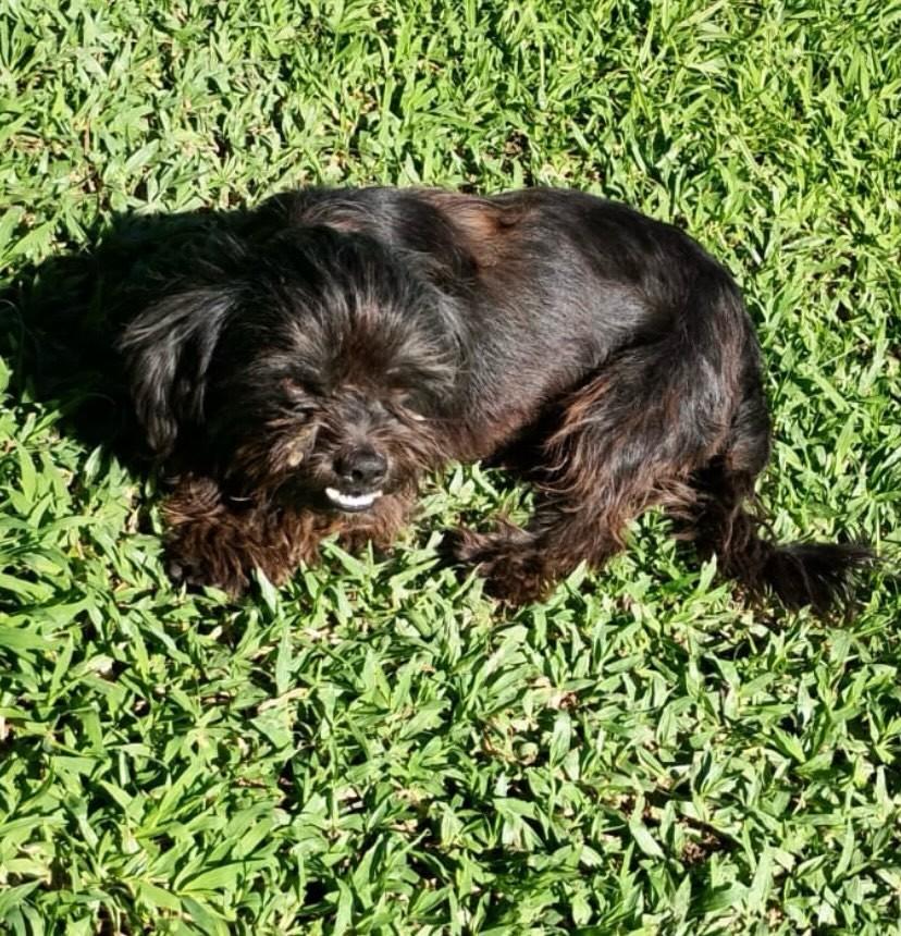 Mix de Shih-tzu, cachorro de porte pequeno para adoção em Apiúna - SC