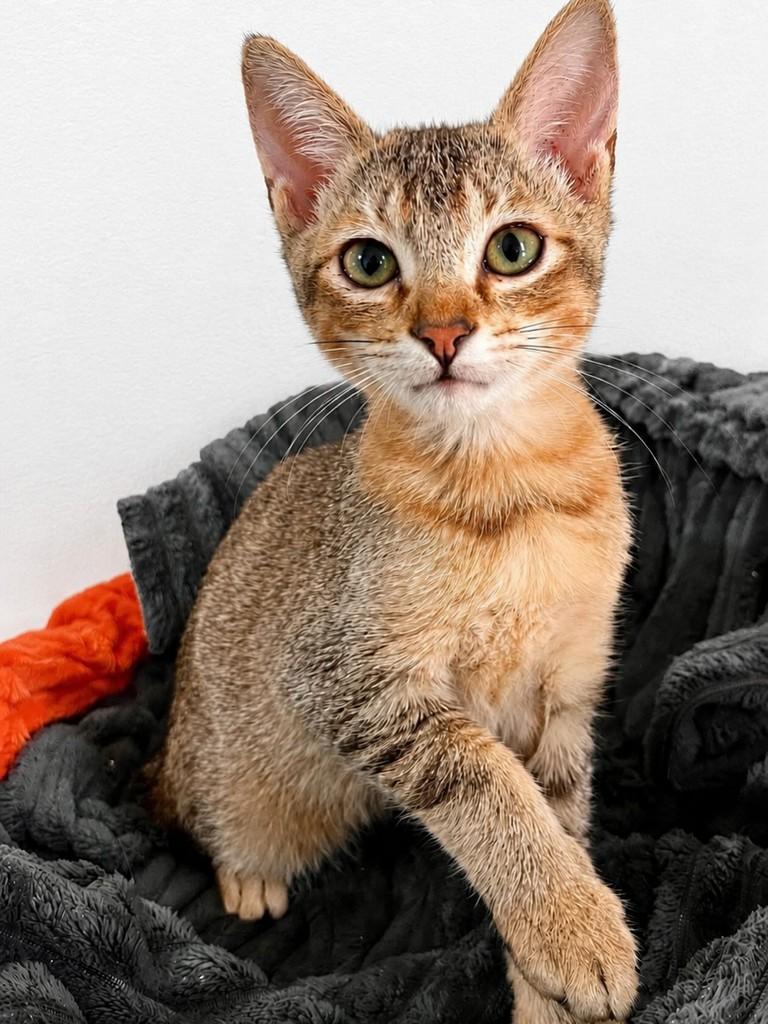 Zion, gato de porte pequeno para adoção em Camboriú - SC