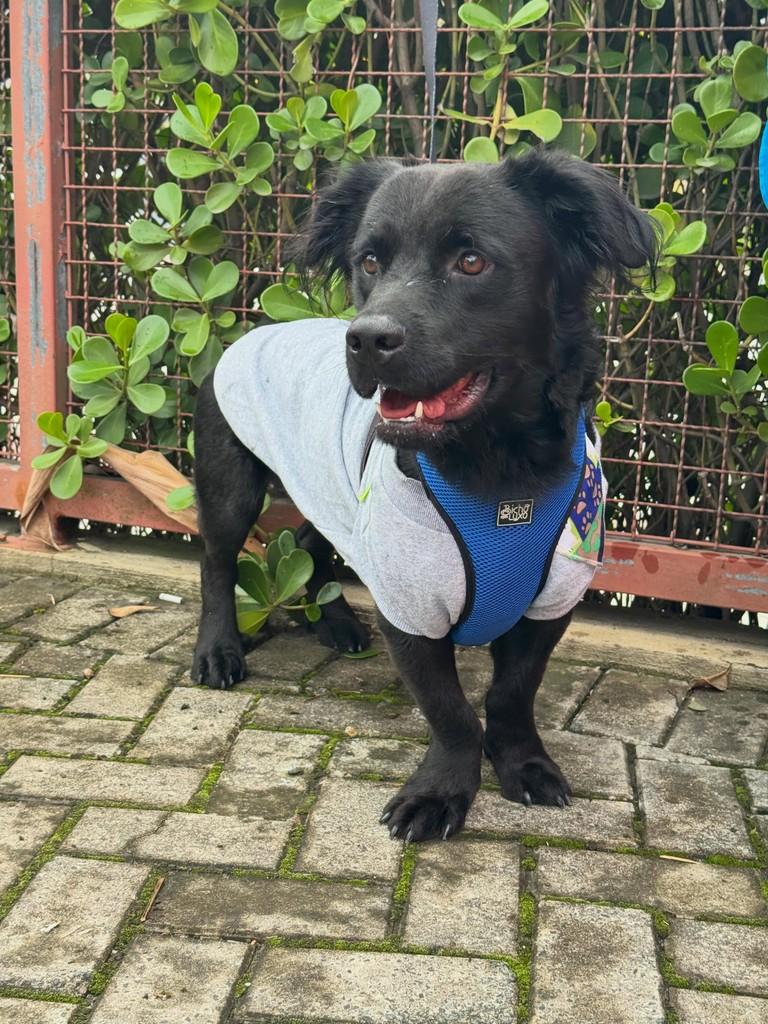 Mamute, cachorro de porte pequeno para adoção em Camboriú - SC