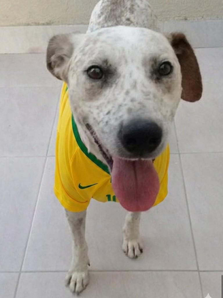 Pimpo, cachorro de porte grande para adoção em Camboriú - SC