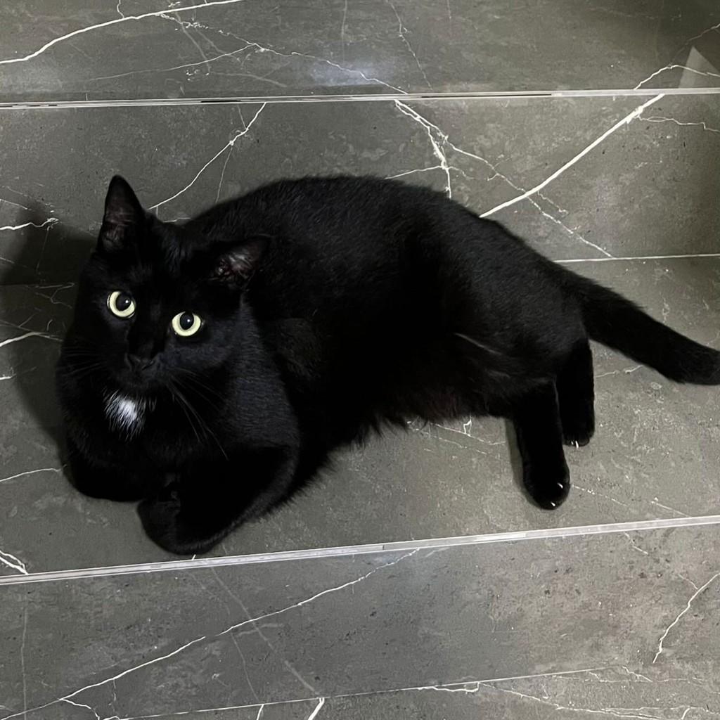 Duda, gato de porte médio para adoção em Balneário Camboriú - SC