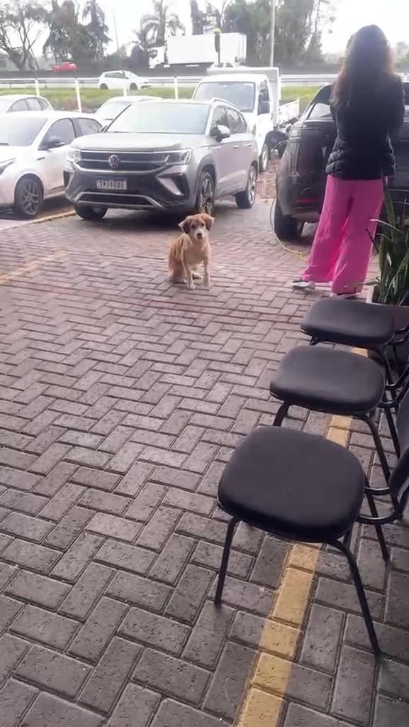 Doguinho, cachorro de porte pequeno para adoção em Itajaí - SC