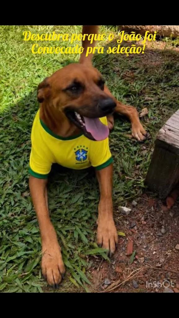 João, cachorro de porte grande para adoção em Camboriú - SC