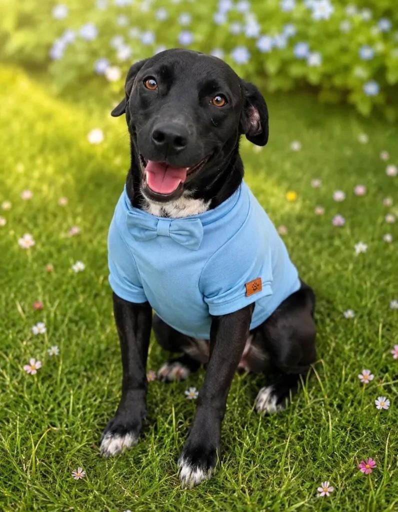Gravatinha Azul, cachorro de porte médio para adoção em Camboriú - SC