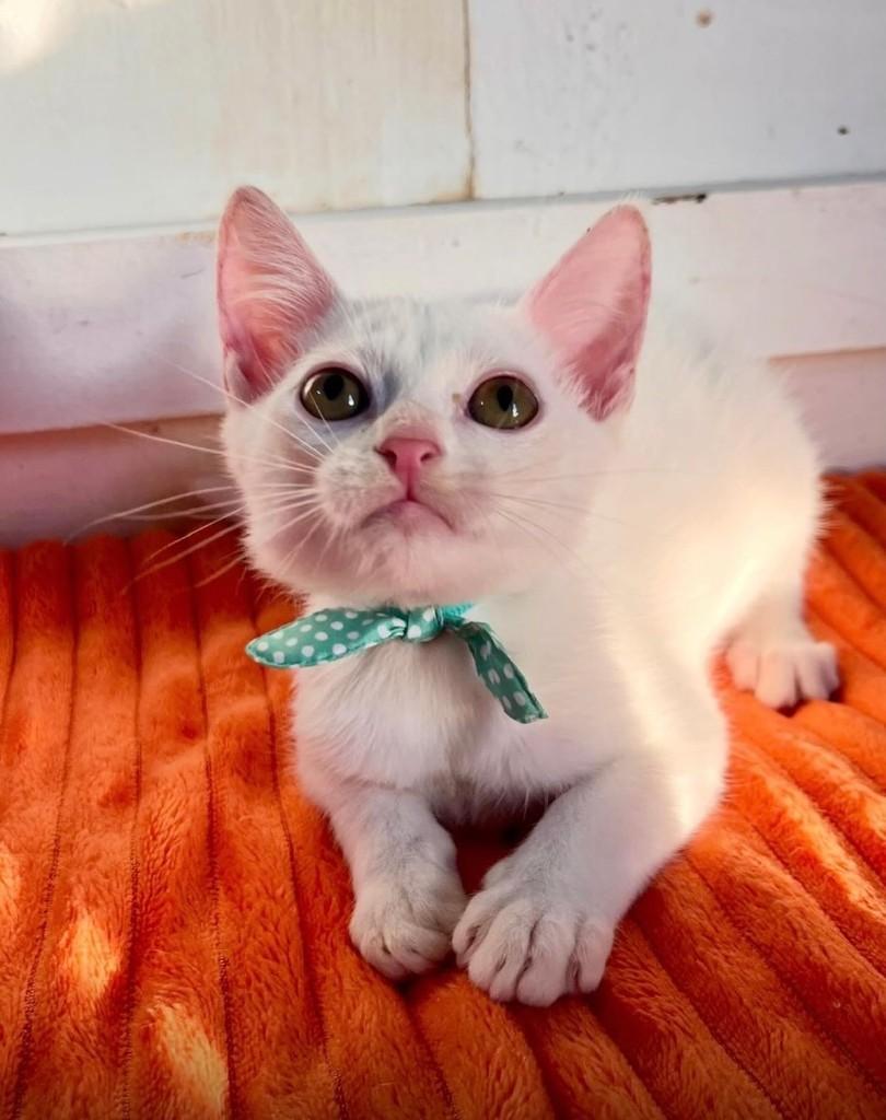 Kiko, gato de porte pequeno para adoção em Camboriú - SC