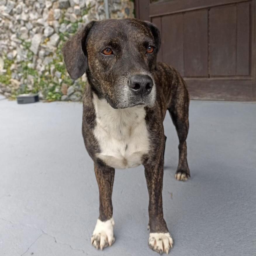 Meninão, cachorro de porte médio para adoção em Itapema - SC