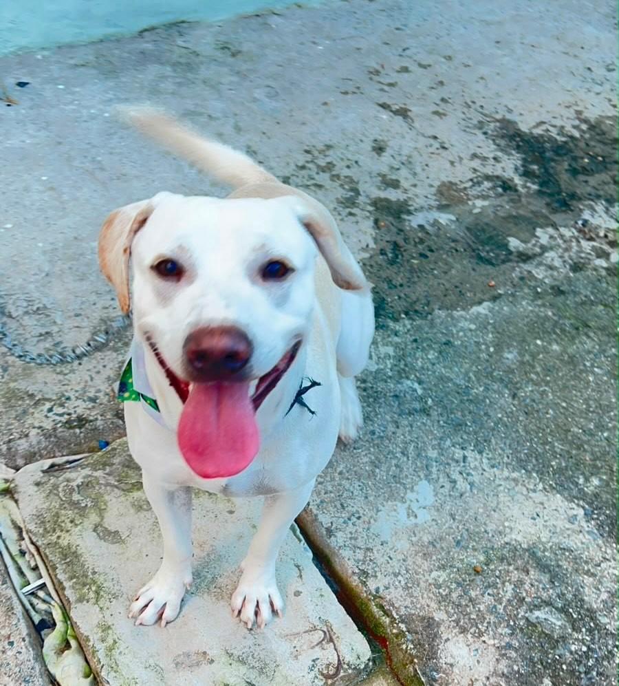 Anjo, cachorro de porte médio para adoção em Camboriú - SC