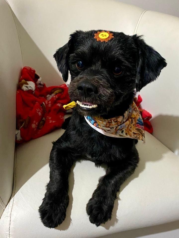 Tito, cachorro de porte pequeno para adoção em Camboriú - SC