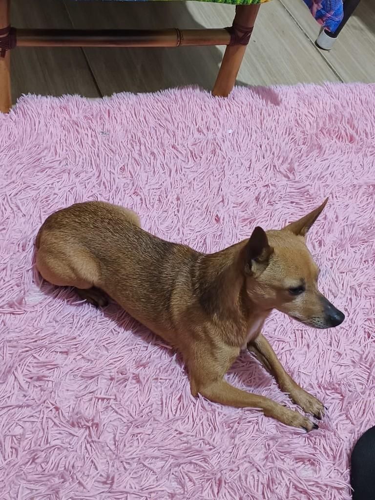 Pingo, cachorro de porte grande para adoção em Camboriú - SC